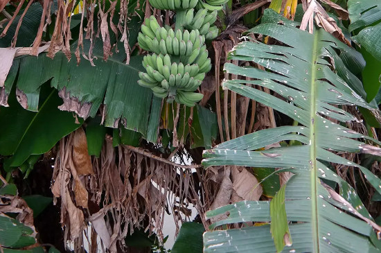 芭蕉树为什么不能种在家里