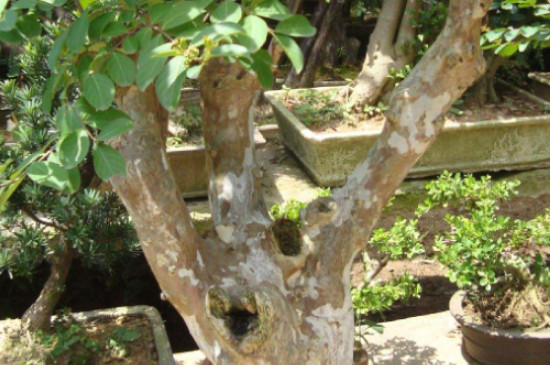 小葉榆樹的養殖方法和注意事項