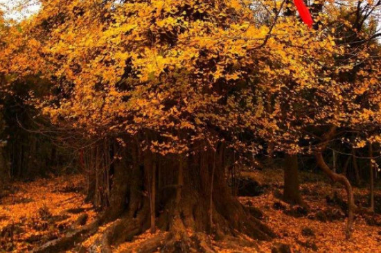 中国五大最古老银杏树