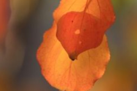 秋天的叶子有哪些颜色和形状