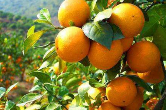 柑橘的生长过程及特点