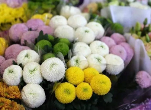 乒乓菊的花语和寓意是什么