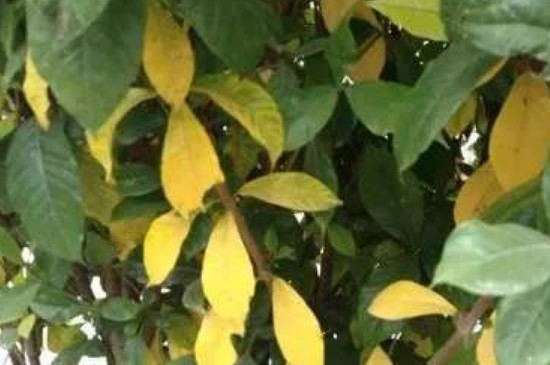 桅子花叶子发黄:叶子发黄的原因分析和处理方法