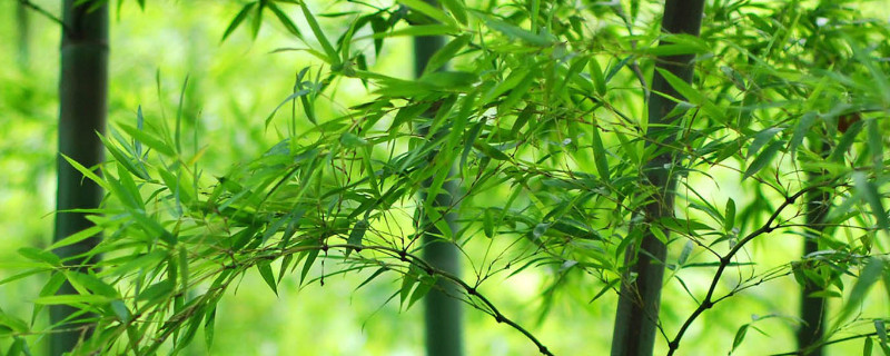 春季是竹子生长的什么时期