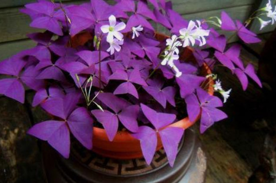 紫叶酢浆草盆栽有毒吗?
