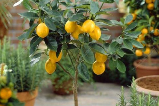 盆栽柠檬怎么修剪才可以开花结果
