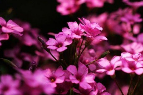 紫叶酢浆草的花语和寓意
