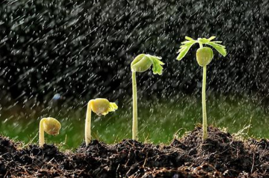 植物生长需要的五个条件