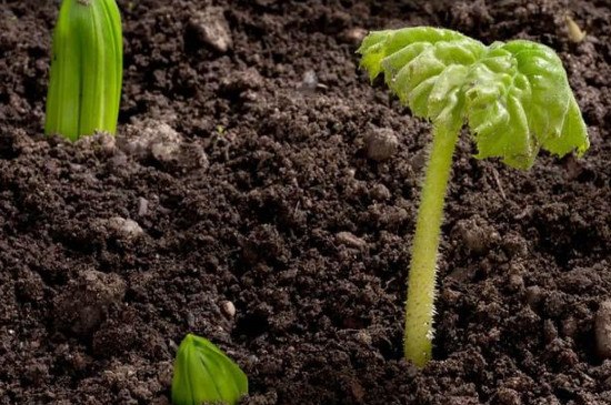 植物生长需要的五个条件