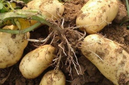 土豆的种植过程4个步骤