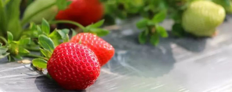 草莓授粉失败的特征