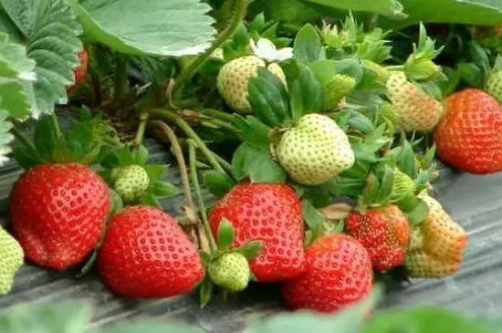 草莓授粉失败的特征