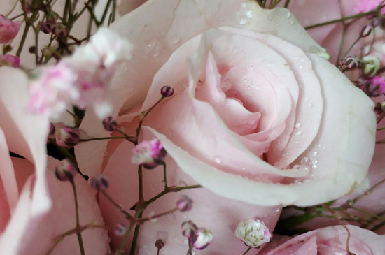 十一朵粉玫瑰加满天星代表什么意思