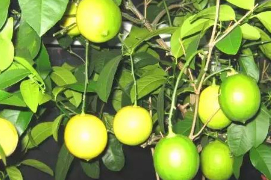 柠檬怎么种植盆栽
