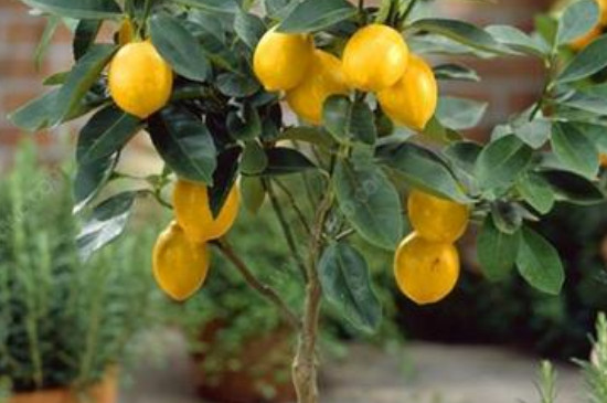 柠檬怎么种植盆栽