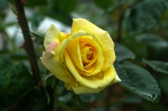 黄玫瑰花代表什么含义