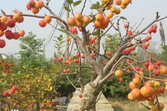 果树喷什么增加甜度