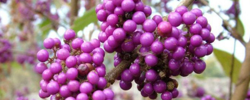 紫珠的养殖方法和注意事项
