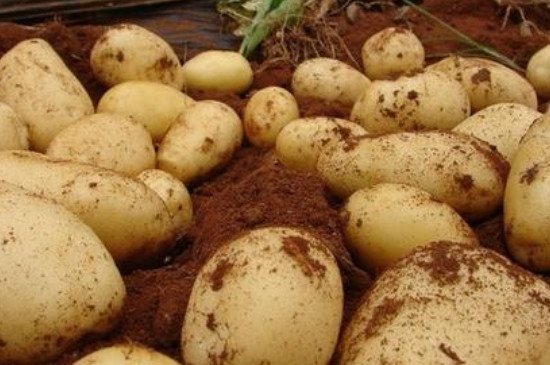 土豆可以一年四季种植吗
