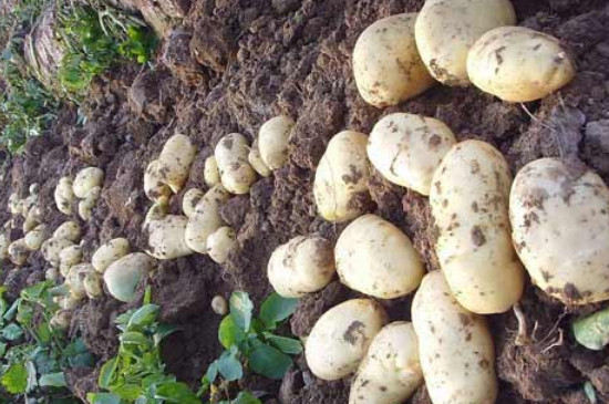 土豆可以一年四季种植吗