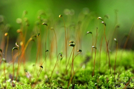 苔藓植物和蕨类植物的相同点和不同点
