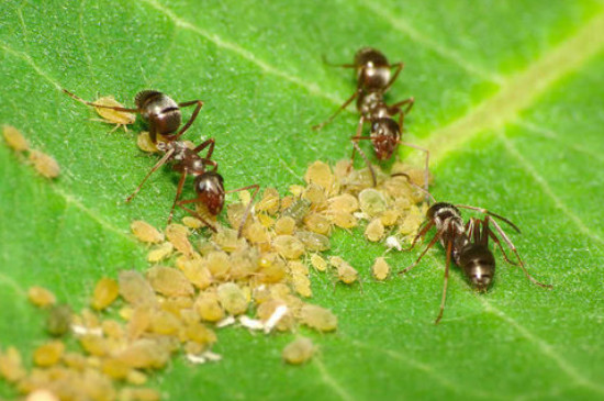 蚜虫对植物的危害有哪些