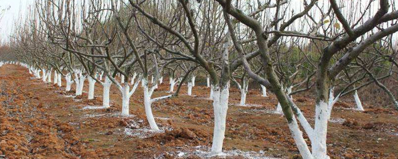 树干为什么常常刷成白色