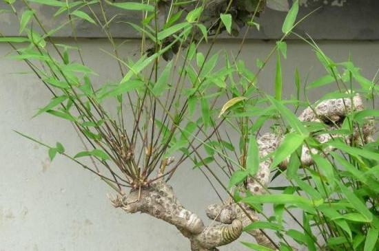 节节高竹子水培怎么养