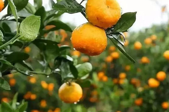 柑橘防冻最有效措施