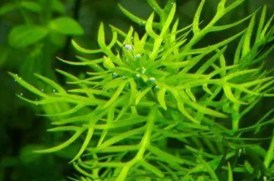 藻类植物的主要特征