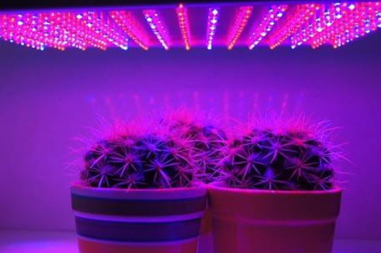 植物补光灯对人体有害吗