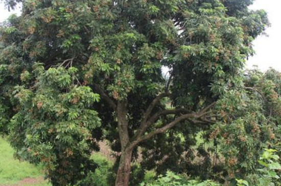 桂圆树种植与栽培