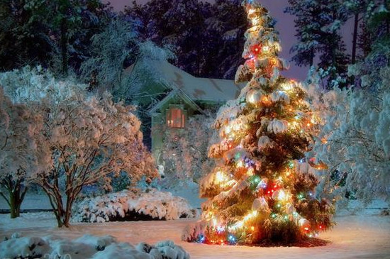 圣诞树代表的美好寓意
