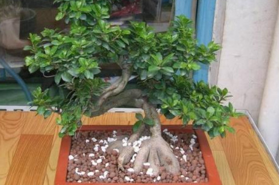 榕树的养殖方法和注意事项 盆栽