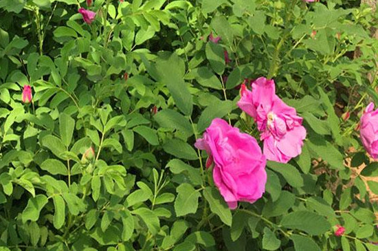 四季玫瑰的养殖方法和注意事项