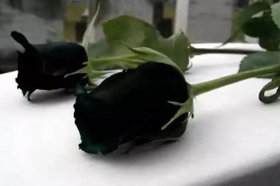 黑色玫瑰花花语是什么