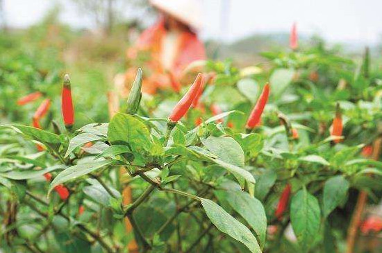 辣椒种植方法和时间