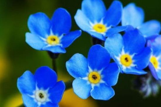 蓝色花卉有哪些
