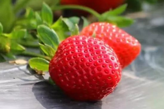 奶油草莓品种介绍