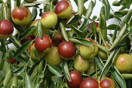 枣树的种植方法和技术