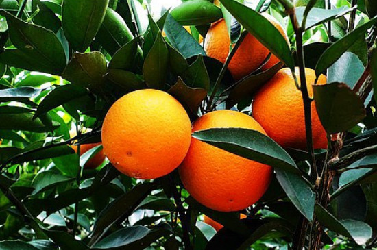 橙子树苗如何栽培及管理