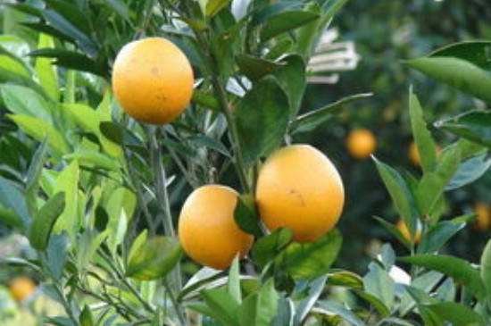 橙子树苗如何栽培及管理