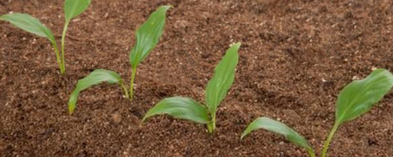 土壤为植物生长提供了什么和什么