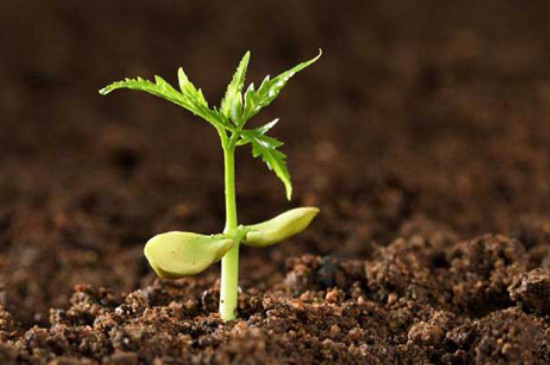 土壤为植物生长提供了什么和什么