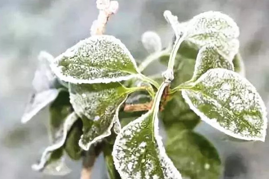植物防冻剂副作用