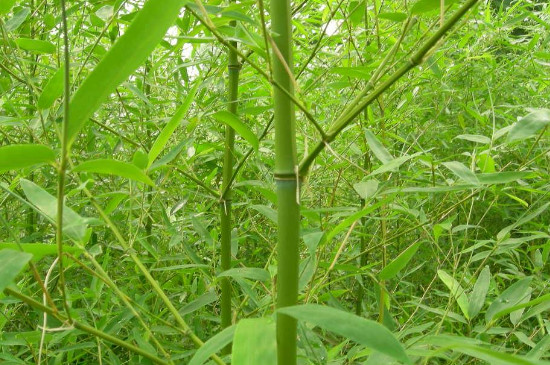 不超过2米高的竹子品种