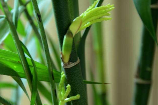 凤尾竹怎么养才能更旺盛