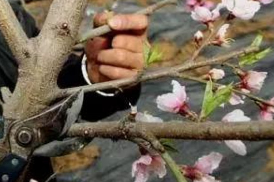 大桃树修剪方法