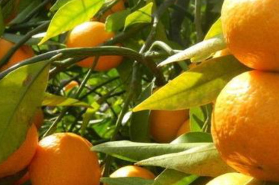 柑橘树冬季的防冻措施