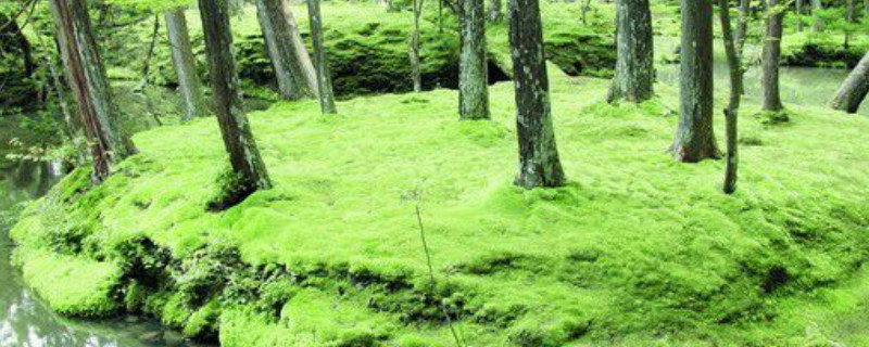 藻类,苔藓,蕨类植物的主要特征